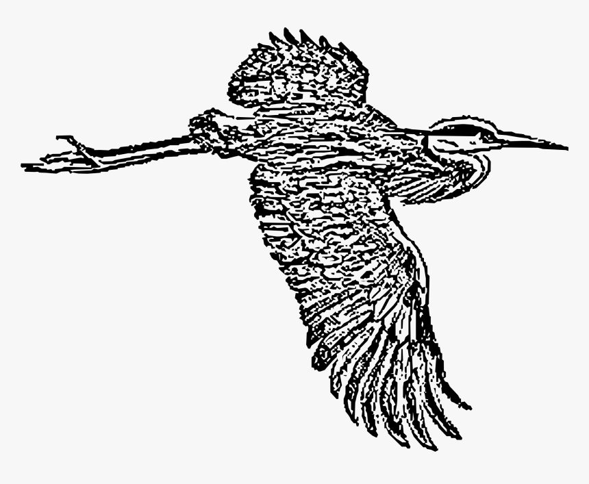 Great Blue Heron In Flight Clip Arts - Heron, HD Png Download