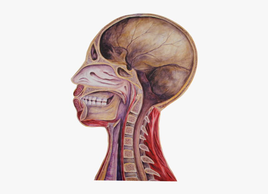 09 Heads Empty - Illustration, HD Png Download