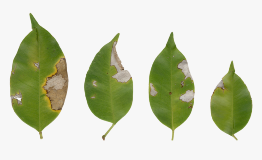 American Holly - Bud, HD Png Download