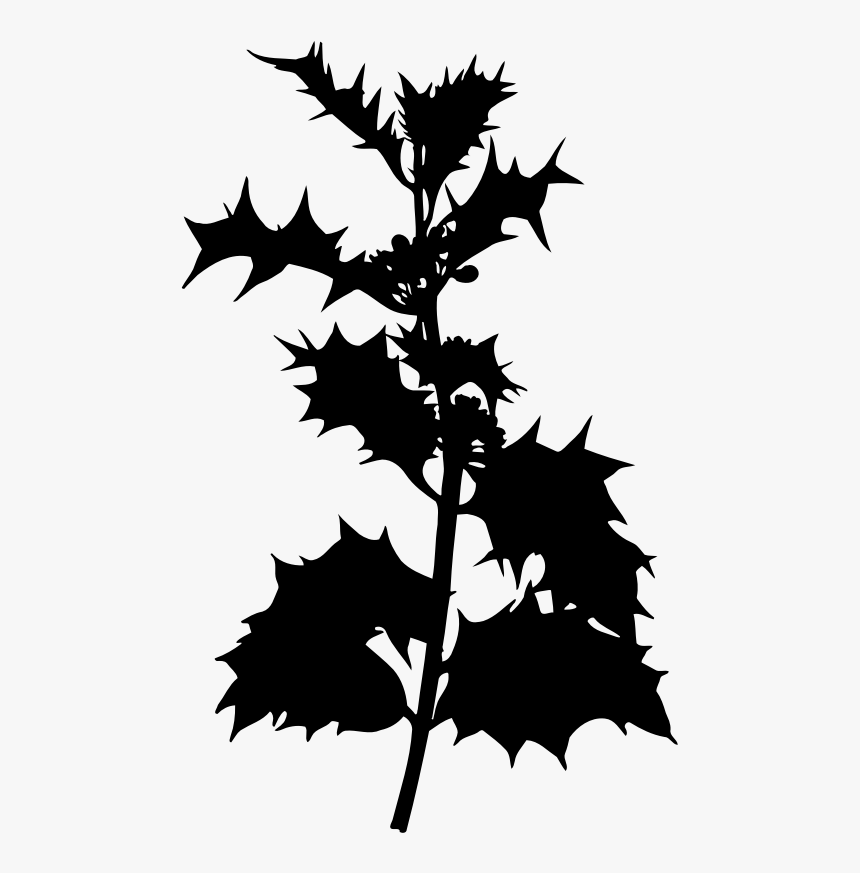 Holly 2 - Holly Plant Clipart, HD Png Download