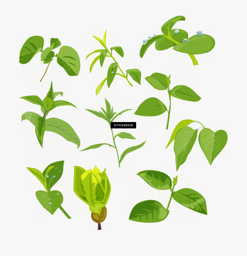 Mango Leaf Png, Transparent Png
