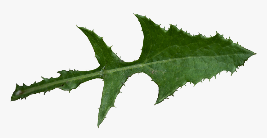 Sonchus Oleraceus, HD Png Download