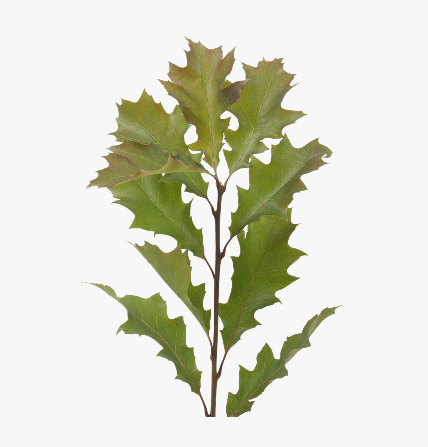 Quercus Leaves - Maple Leaf, HD Png Download