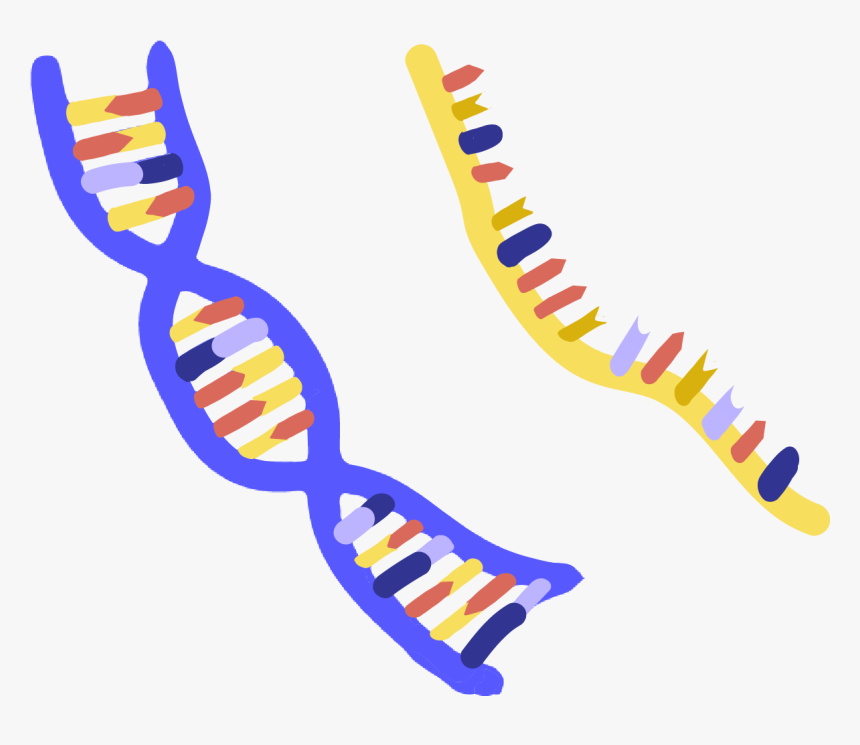 Innovative Genomics Institute Igi - Nucleic Acid Clipart, HD Png Download