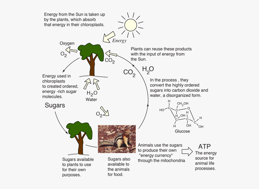 Living Things Get Energy, HD Png Download