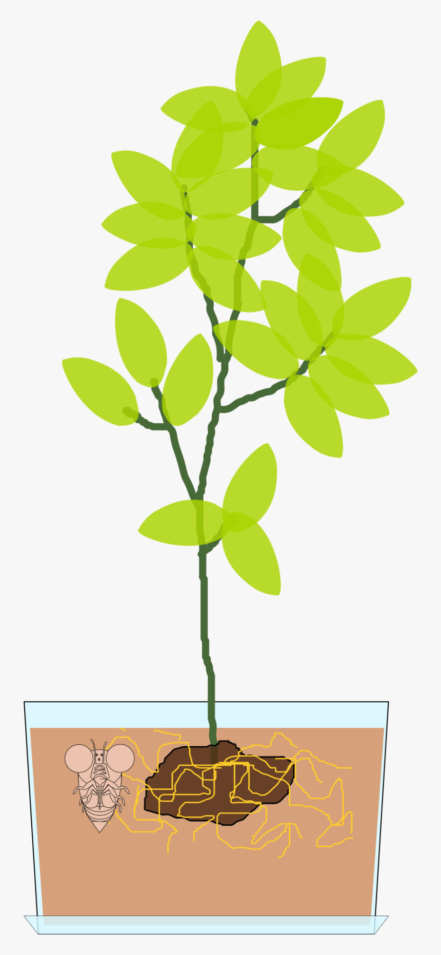 Pflanze Biologie Clipart, HD Png Download