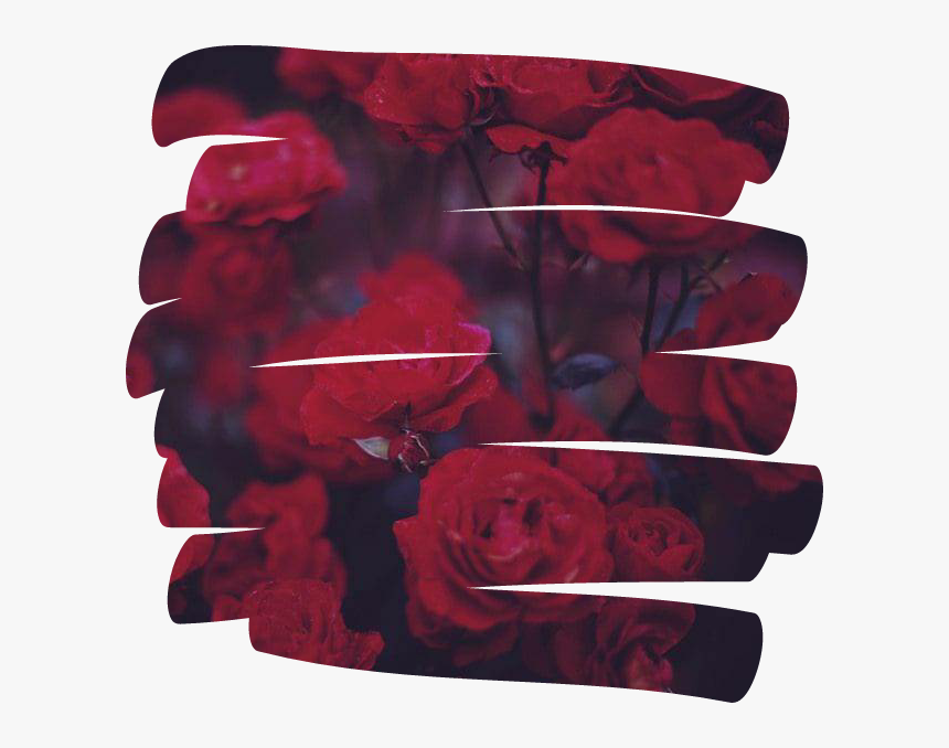 Rose Flower 꽃 Overlay Aesthetic Tumblr Red - Seven Kayne Y Cazzu, HD Png Download