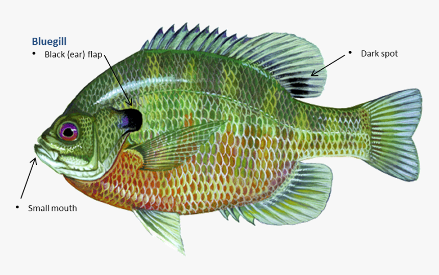 Bluegill - Big Bear Lake Fishing Report, HD Png Download