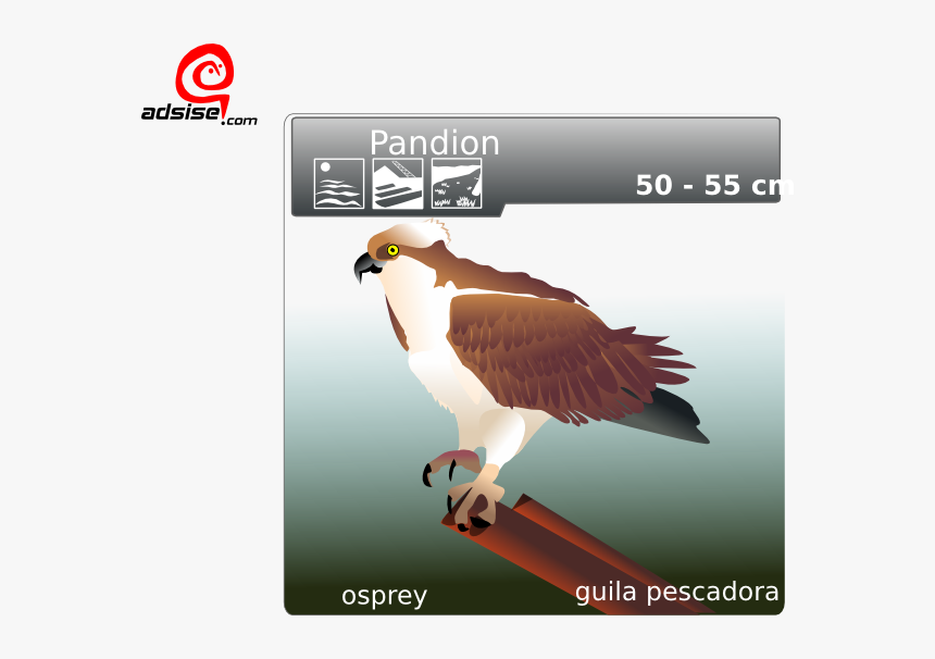 Osprey Clip Art, HD Png Download