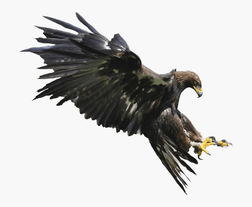 Golden Eagle, HD Png Download