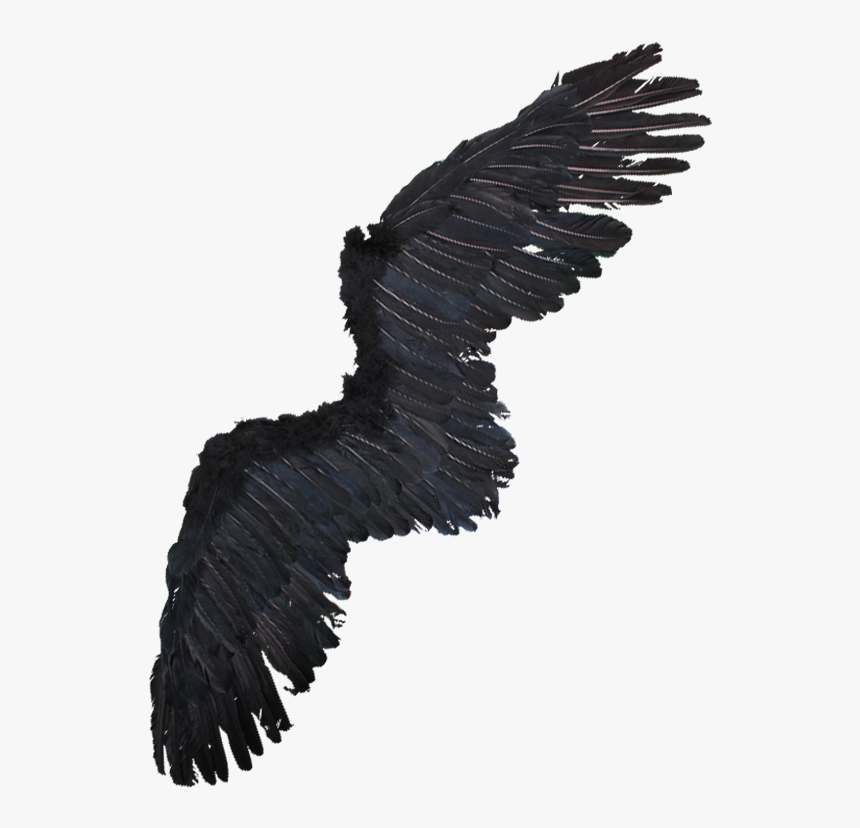 Alas De Aguila Png - Alas De Una Aguila, Transparent Png
