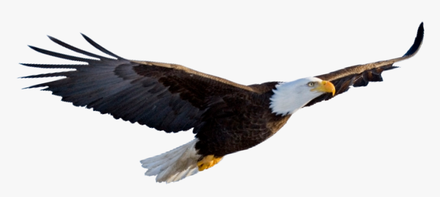 Foto De Aguila Americana - Aguila Png, Transparent Png