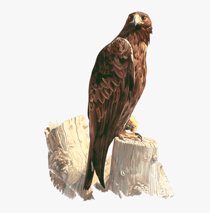 Eagle And Crow Painting, HD Png Download