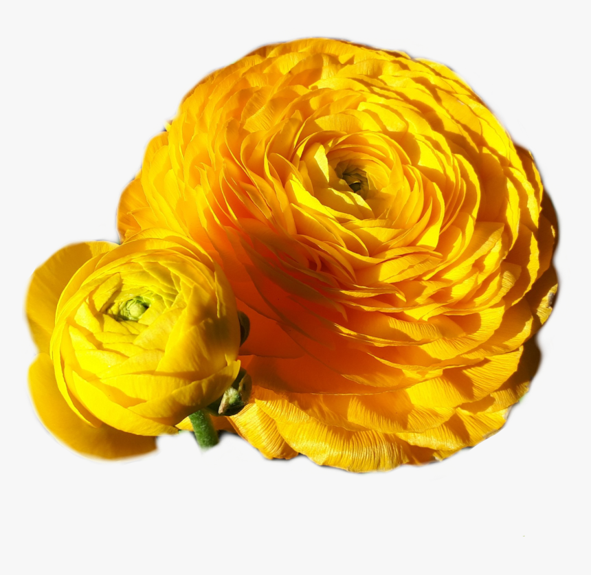 Gorgeous Yellow Gold Flower Plant Photo Pho - Rose, HD Png Download