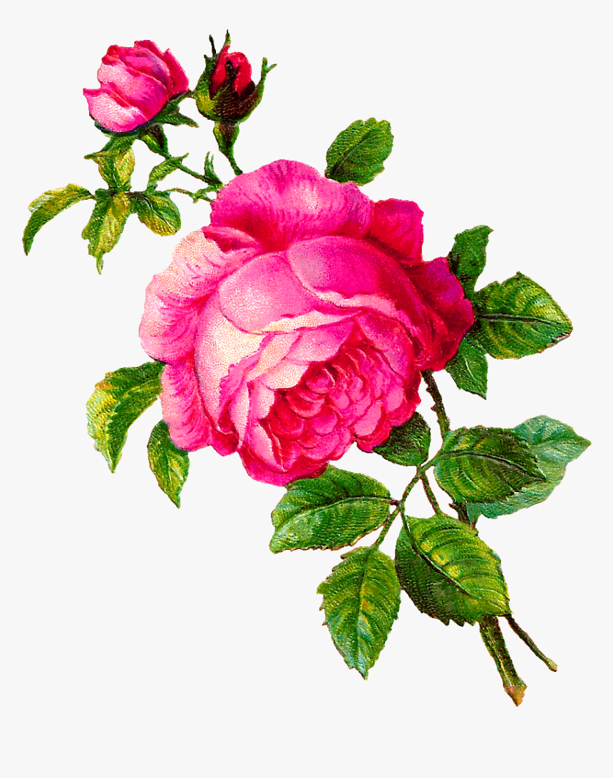 Pink Rose Clip Art - Flour Of Rose, HD Png Download