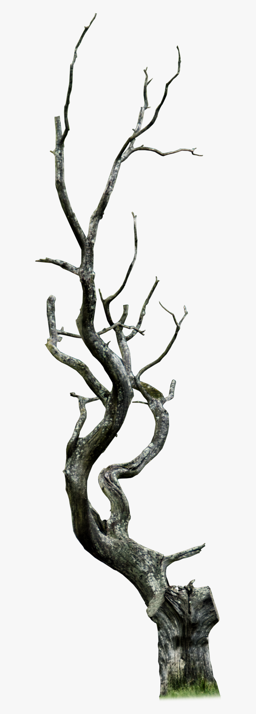 Dead Tree Clipart Thorn Tree, HD Png Download