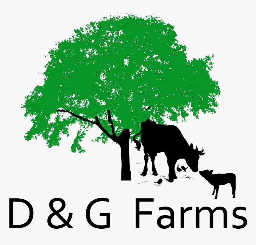 Silhouette Clip Art Drawing Image Photograph - Tree Silhouette Png, Transparent Png