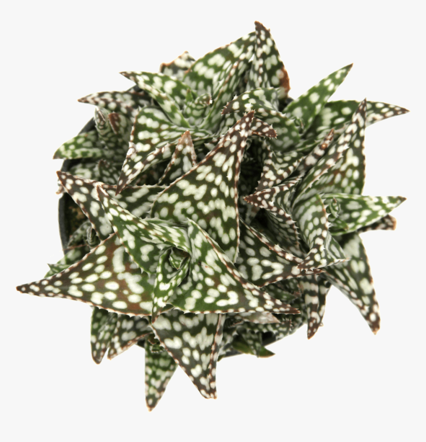 Aloe Snowstorm - Aloe, HD Png Download
