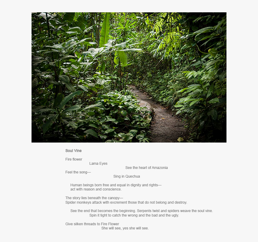 Soul Vine A Green Dream - Old-growth Forest, HD Png Download