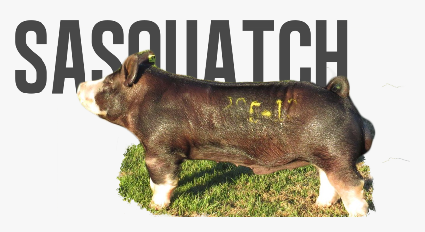 Saskatchewan Country Music Awards, HD Png Download