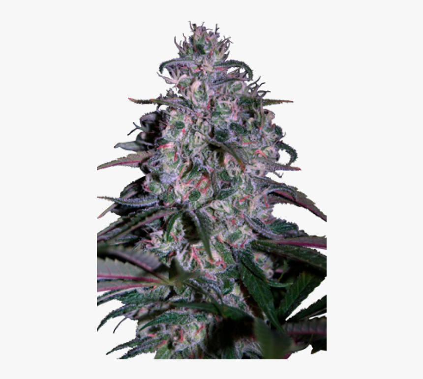 Alakazam Weed, HD Png Download