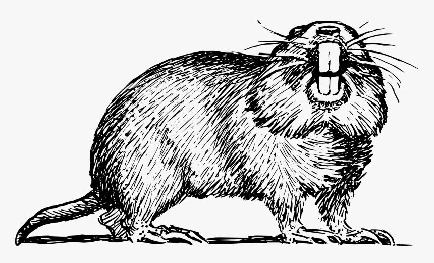 Hole Clipart Gopher Drawing Of Gopher Hd Png Download