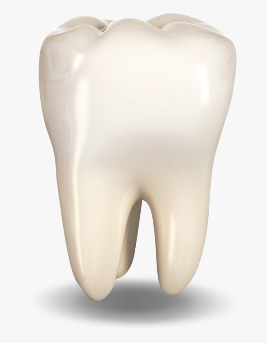 Extracted Tooth - Bone, HD Png Download