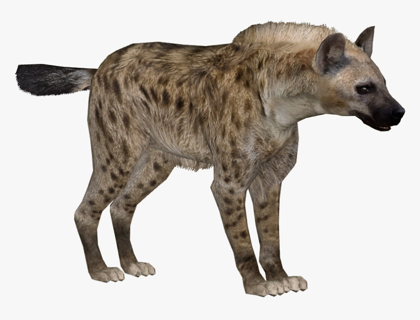 Download Hyena Png Transparent Images Transparent Backgrounds - Zoo Tycoon 2 Hyena, Png Download