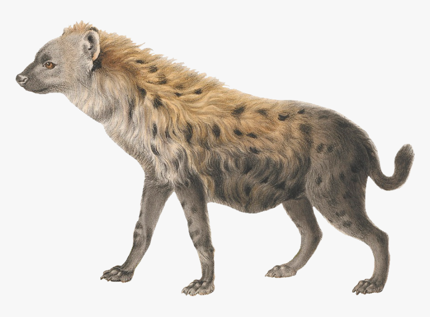 Hyena Png Photo - Hyena Png, Transparent Png