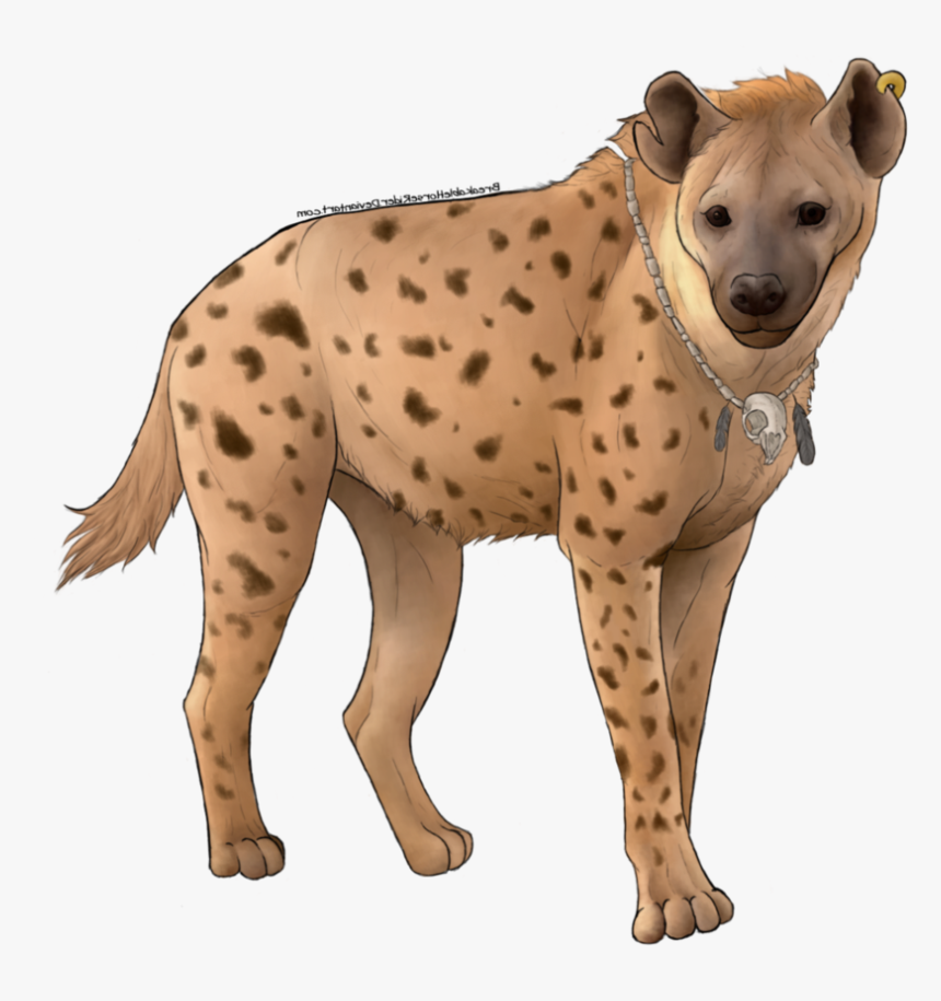 Hyena Png Free Images - Spotted Hyena, Transparent Png