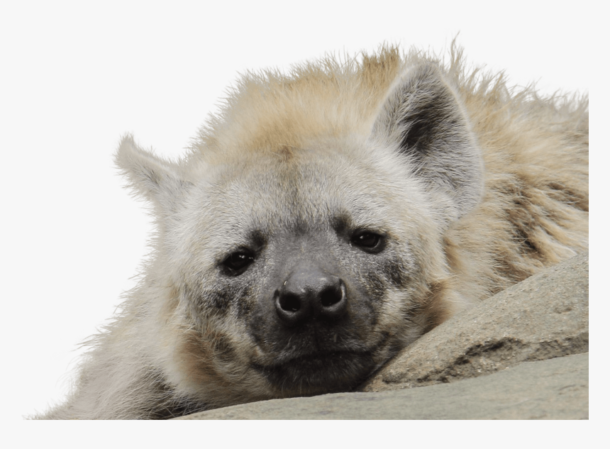 White Hyena, HD Png Download