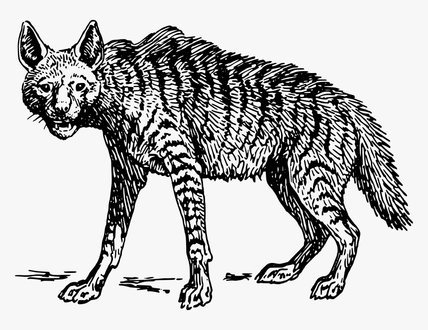 Hyena - Five Animal Food Web, HD Png Download
