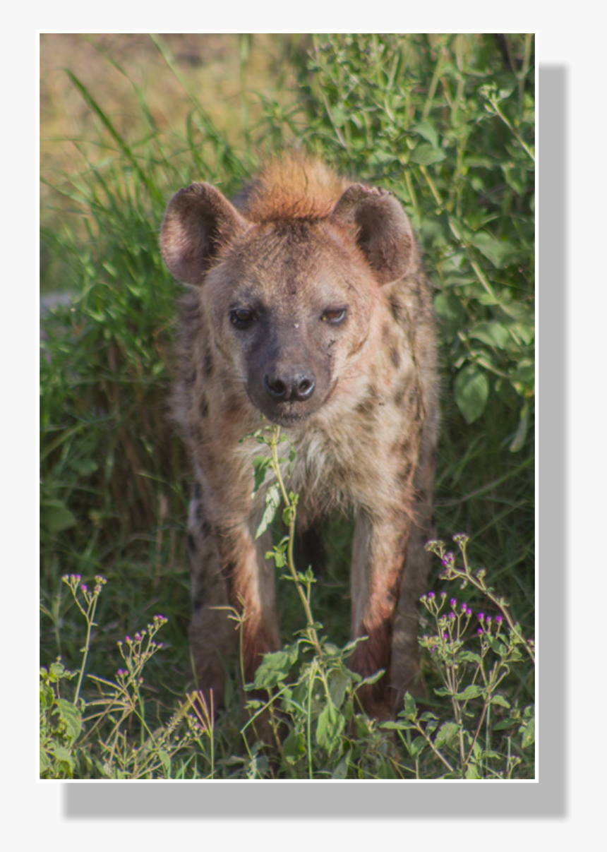Spotted Hyena Populations Began To Shrink After Roughly - Spotted Hyena, HD Png Download