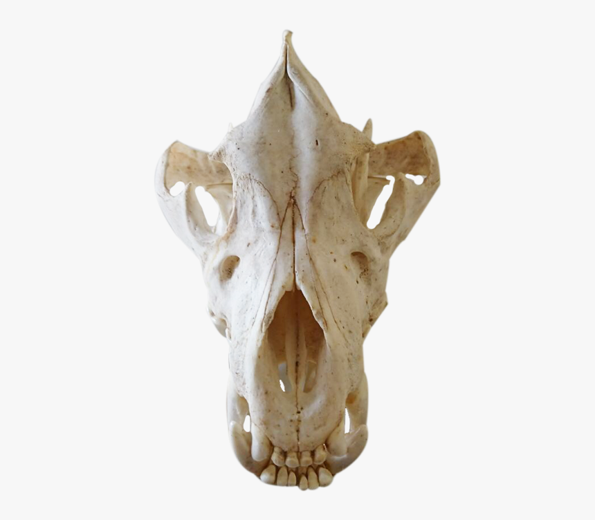 Skull, HD Png Download