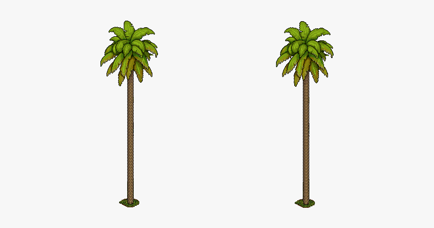 Palmeras - Sabal Palmetto, HD Png Download