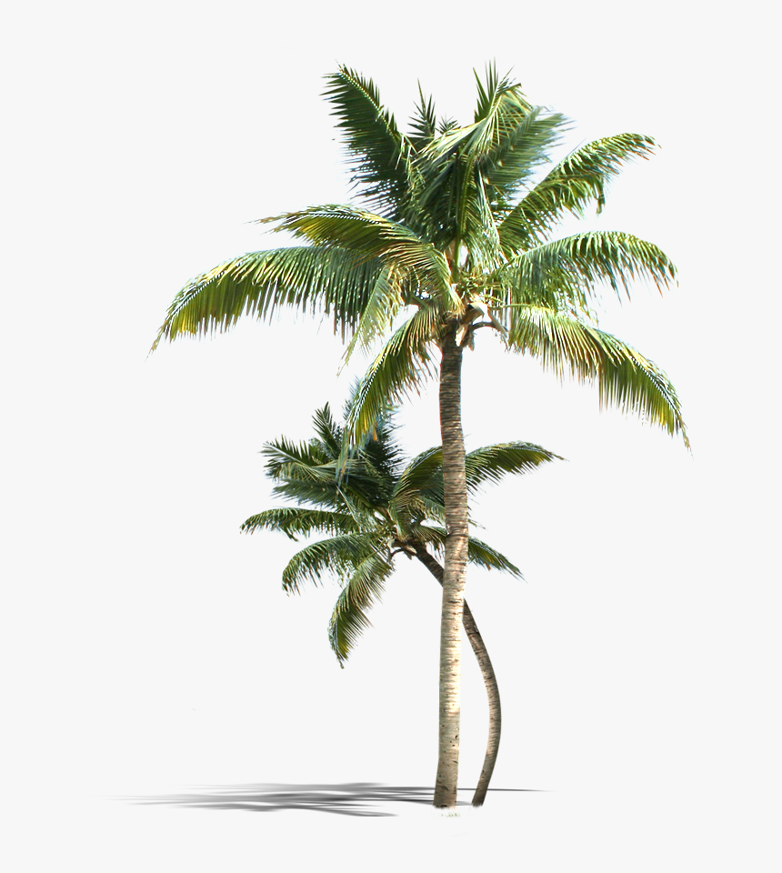 Coconut Tree With Coconut Png, Transparent Png