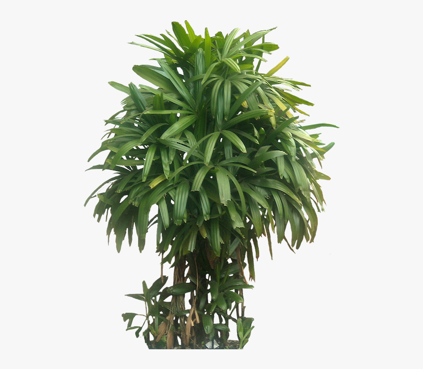 Indoor Plant Bamboo Palm, HD Png Download