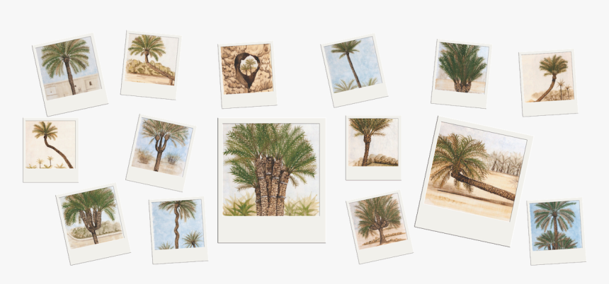 Palmeras Singulares - Attalea Speciosa, HD Png Download