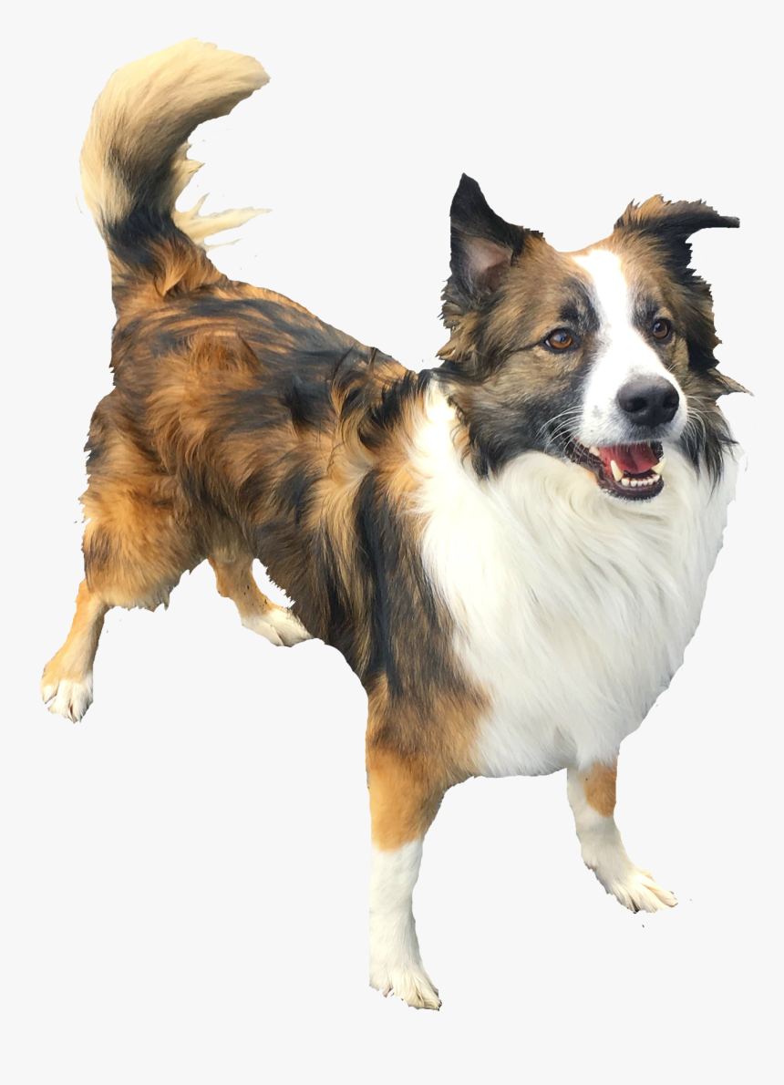 Contact Us 
 Class Lazyload Lazyload Fade In 
 Data - Dog Catches Something, HD Png Download