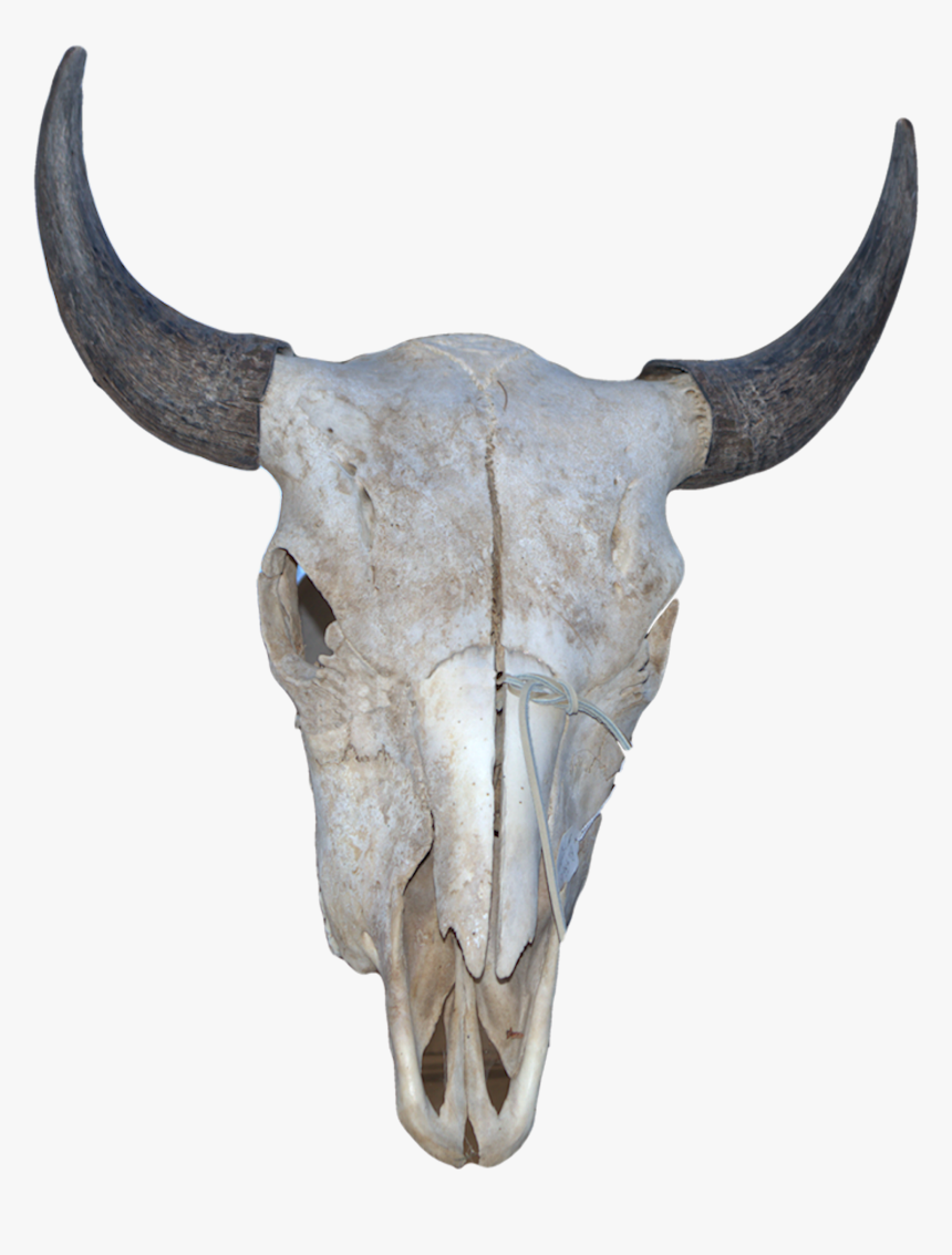 Horn, HD Png Download