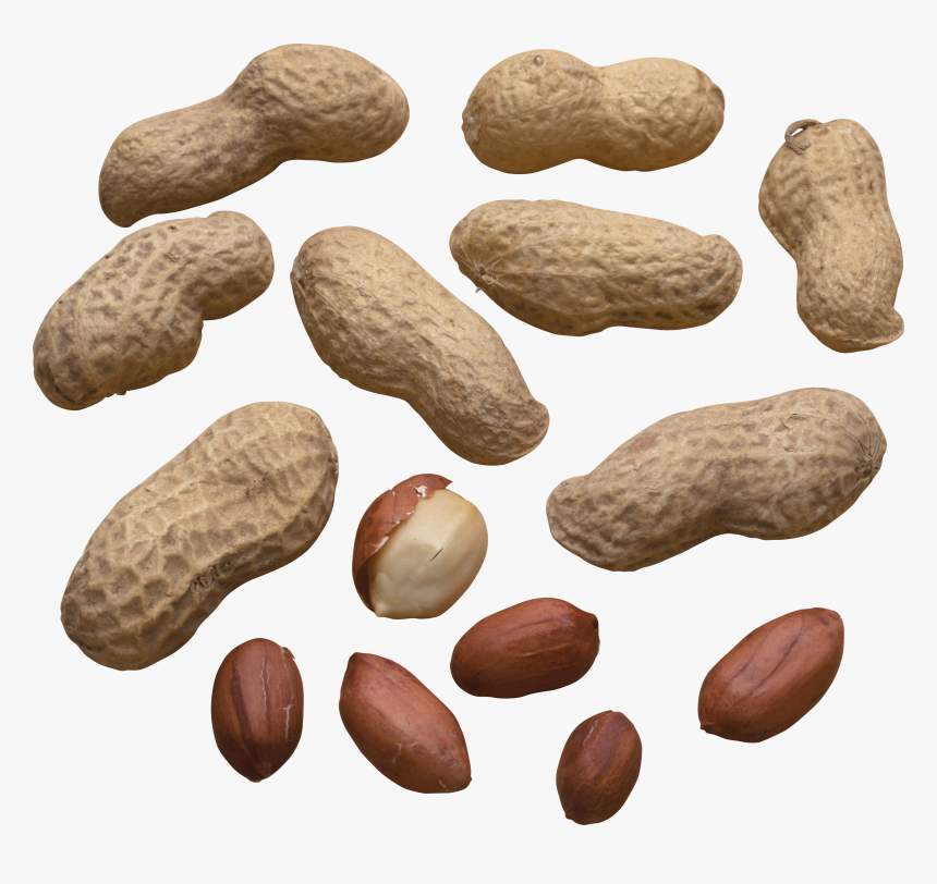 Scattered Peanuts , Png Download - Арахис Пнг, Transparent Png