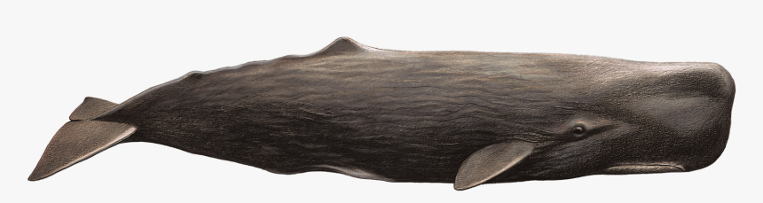 Whale Png - Capodoglio Png, Transparent Png