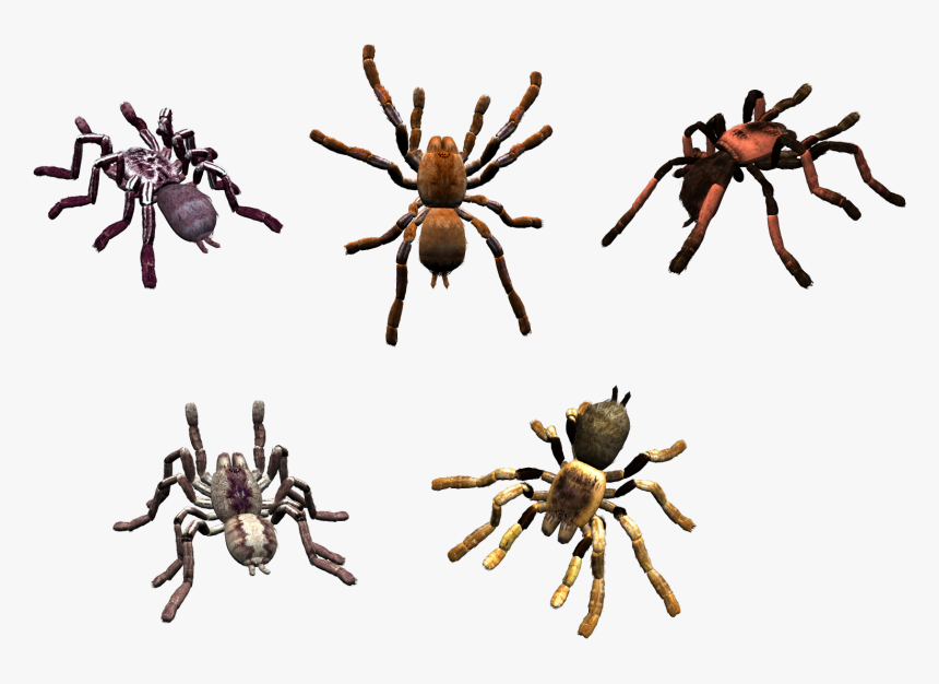 Spider Png Image - Spider, Transparent Png