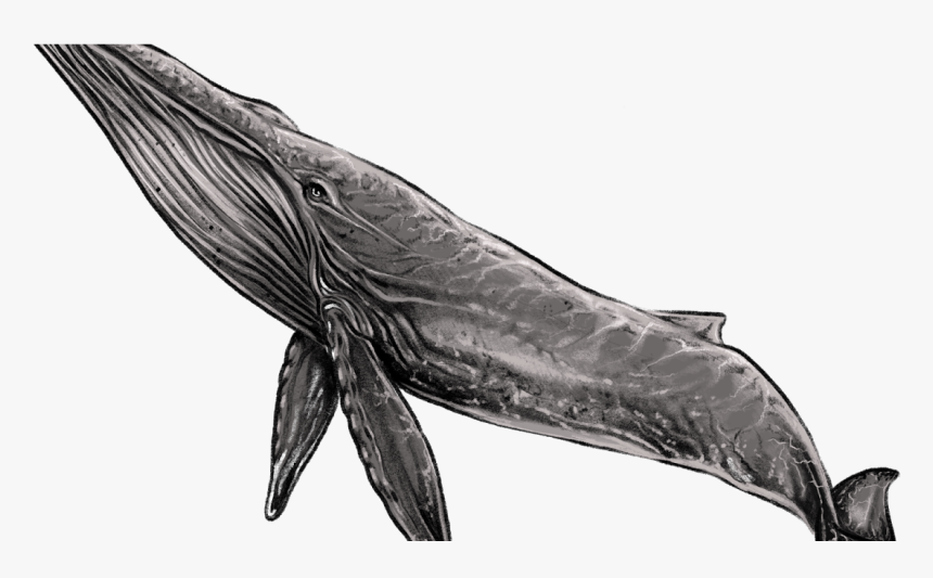 Blue Whale Design, HD Png Download