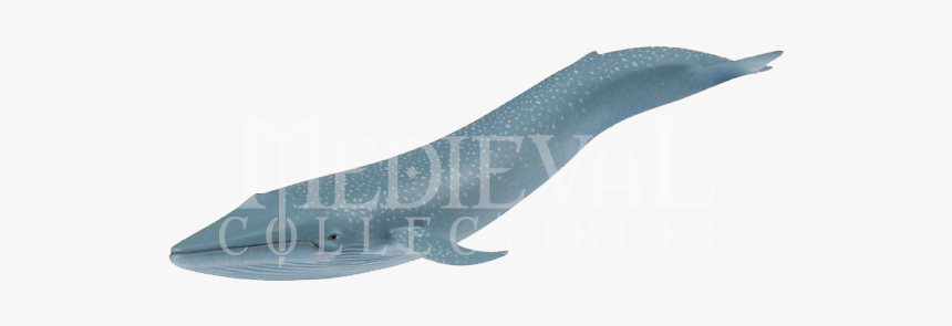 Whale Shark, HD Png Download