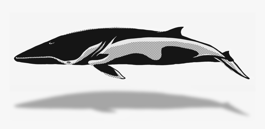 Transparent Whale Clipart Png - Short-beaked Common Dolphin, Png Download