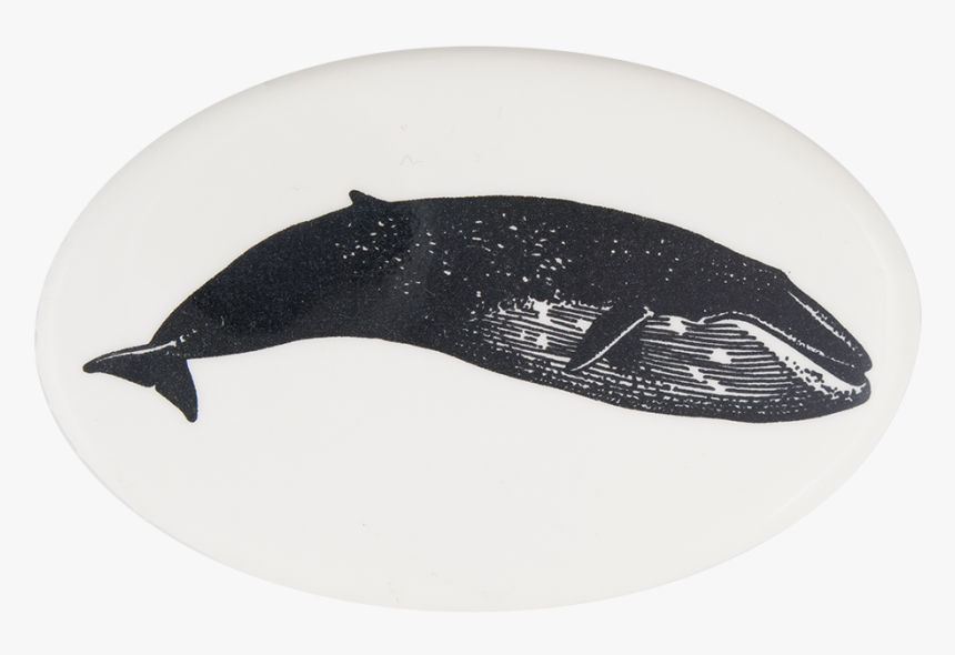 Blue Whale 4 Art Button Museum - Fish, HD Png Download