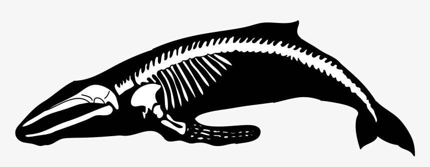 Humpback Whale Human Skeleton Blue Whale Blue Whale Skeleton Png Transparent Png Transparent Png Image Pngitem