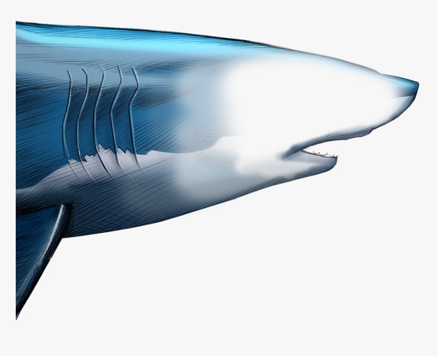 Unlike Most Animals, A Shark S Upper Jaw Is Not Firmly - Blue Whale, HD Png Download
