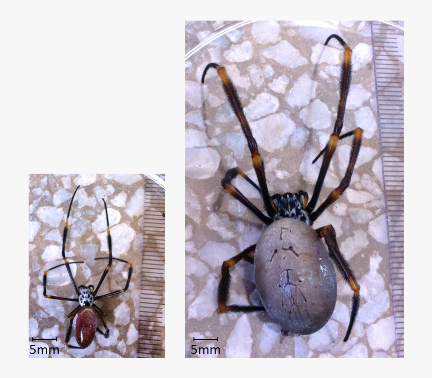 Spiders Grow Bigger, HD Png Download